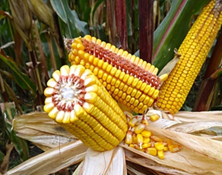 Dorka MGT hibrid kukorica vetőmag
