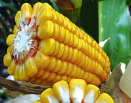 IDA MGT hibrid kukorica vetőmag